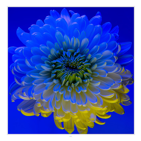 20x20 - Dahlia - 2022 - eafoto