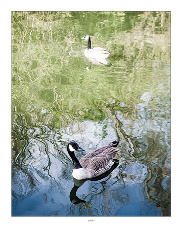 16x20 - Ducks - 2019 - eafoto