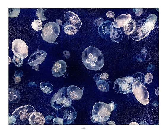 16x20 - Jellyfish - 2018 - 5 - eafoto
