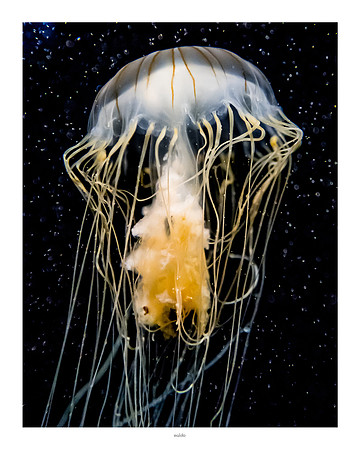 16x20 - Jellyfish - 2018 - 1 - eafoto