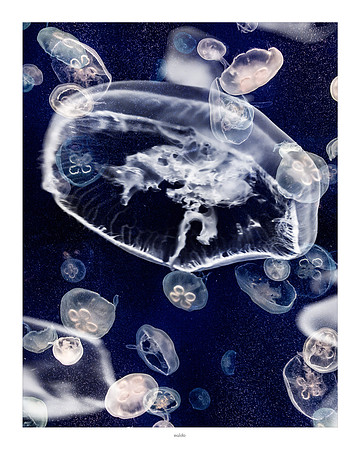 16x20 - Jellyfish - 2018 - 4 - eafoto