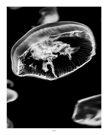 16x20 - Jellyfish - 2018 - 3 - eafoto