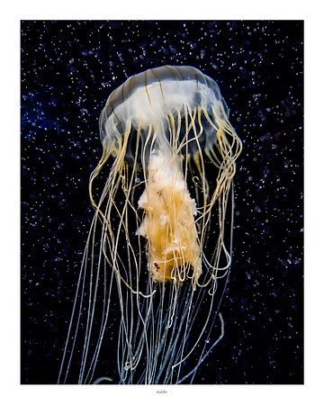 16x20 - Jellyfish - 2018 - 2 - eafoto
