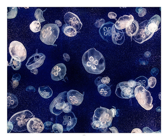 20x24 - Jellyfish - 2018 - 5 - eafoto