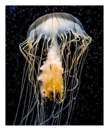 20x24 - Jellyfish - 2018 - 1 - eafoto