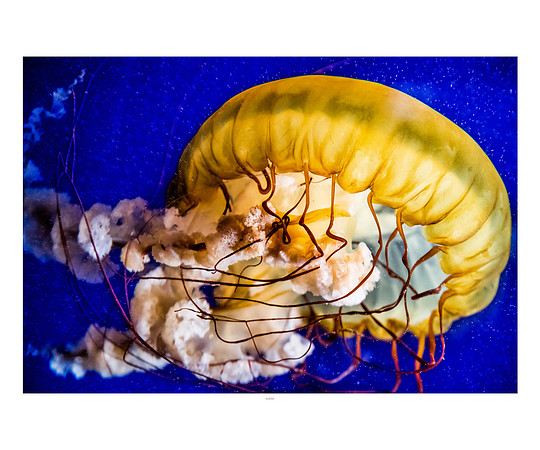 20x24 - Jellyfish - 2018 - 6 - eafoto